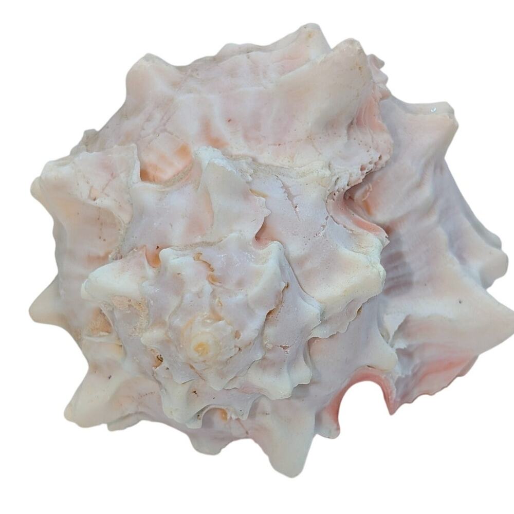 Pink Murex Conch Shell Display Seashell Coastal Beach Home Shell Decor - Picture 2 of 8